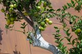 Citrus sinensis
