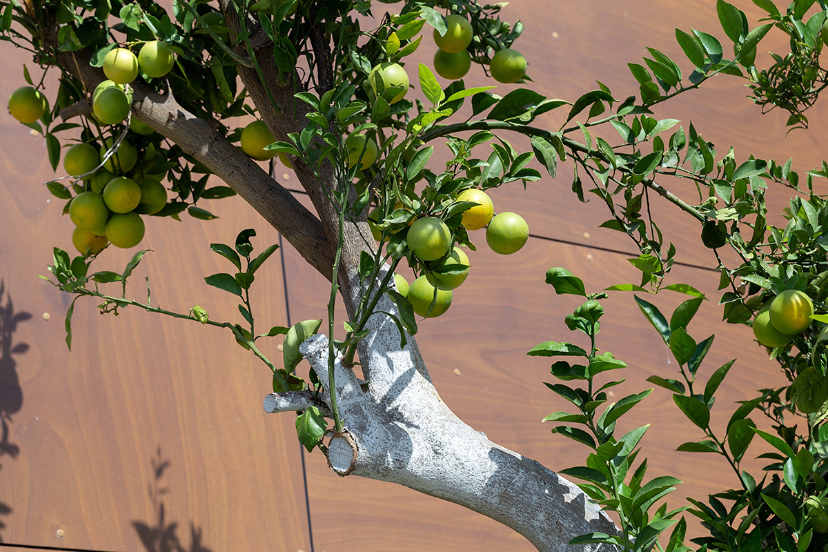 Image of Citrus sinensis specimen.