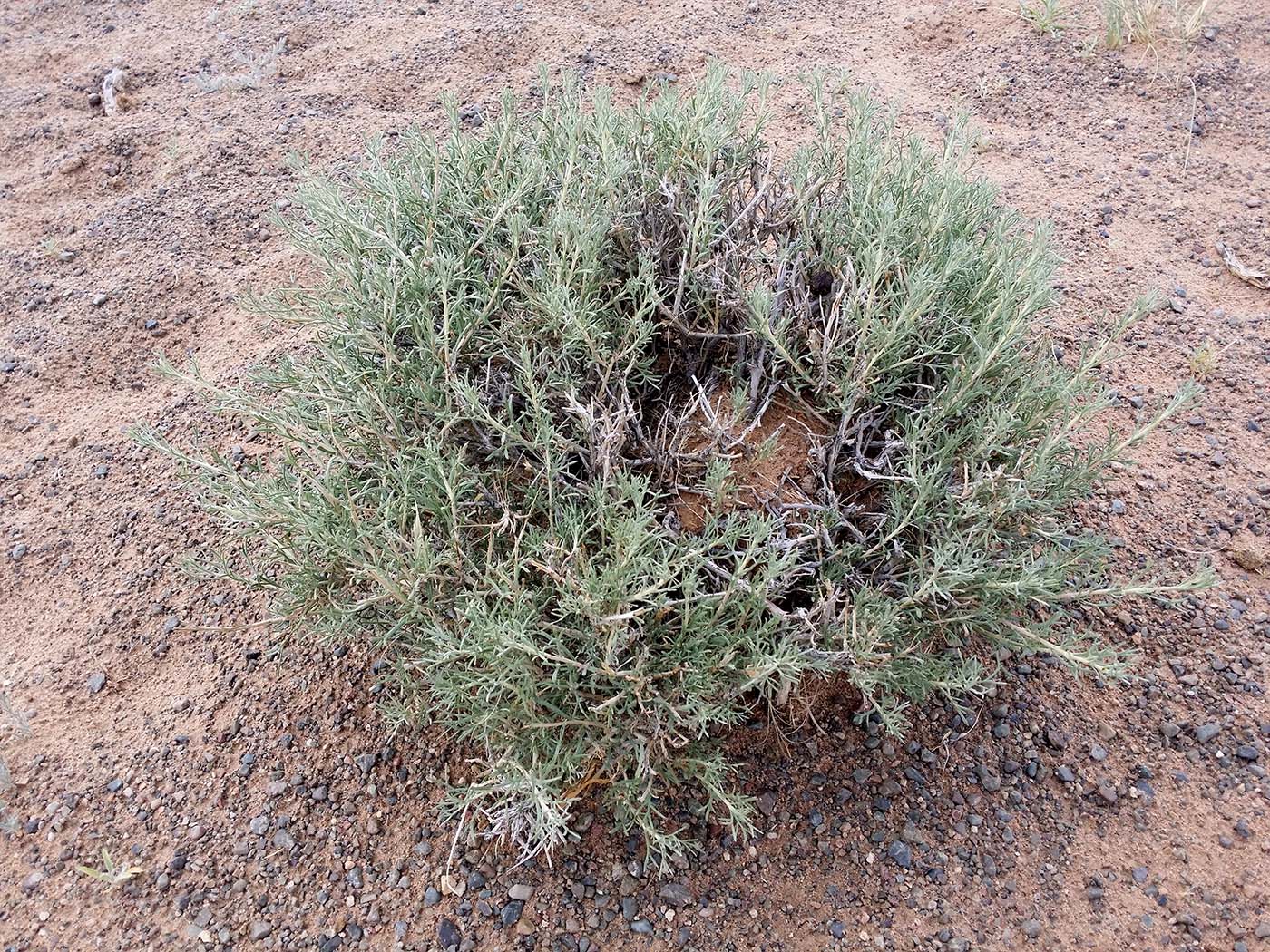 Изображение особи Salsola abrotanoides.