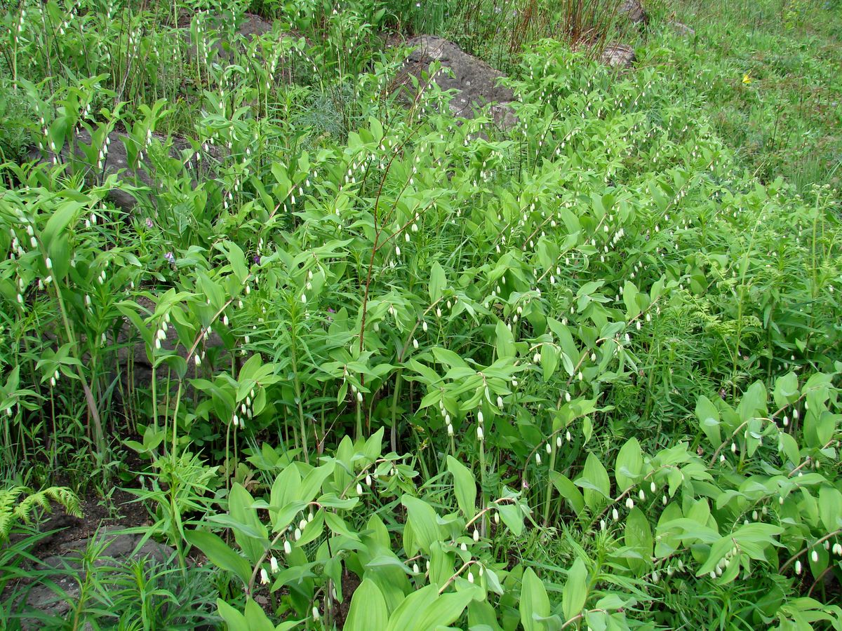 Image of Polygonatum odoratum specimen.