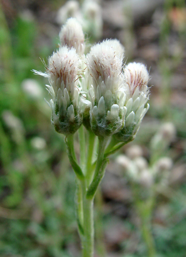 Изображение особи Antennaria dioica.