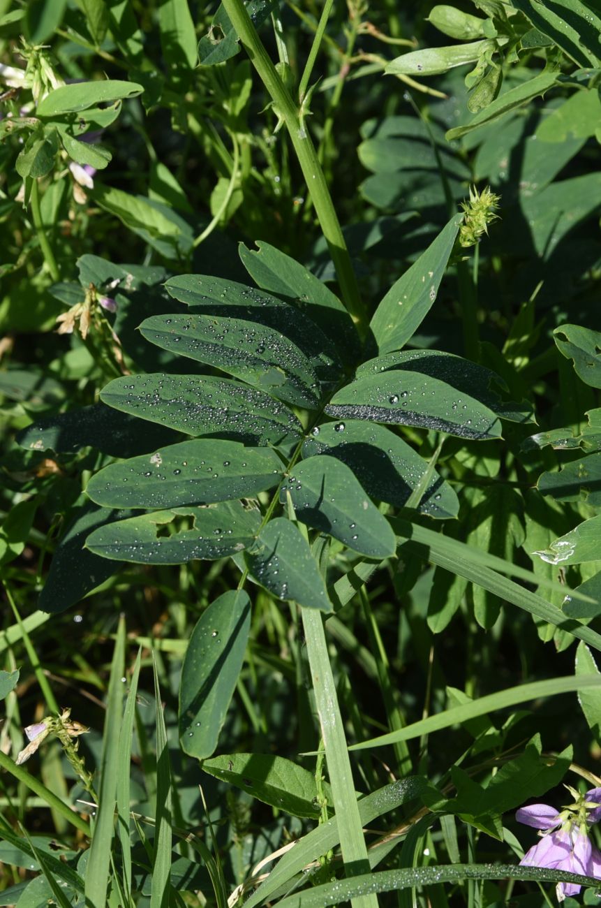 Изображение особи Galega officinalis.