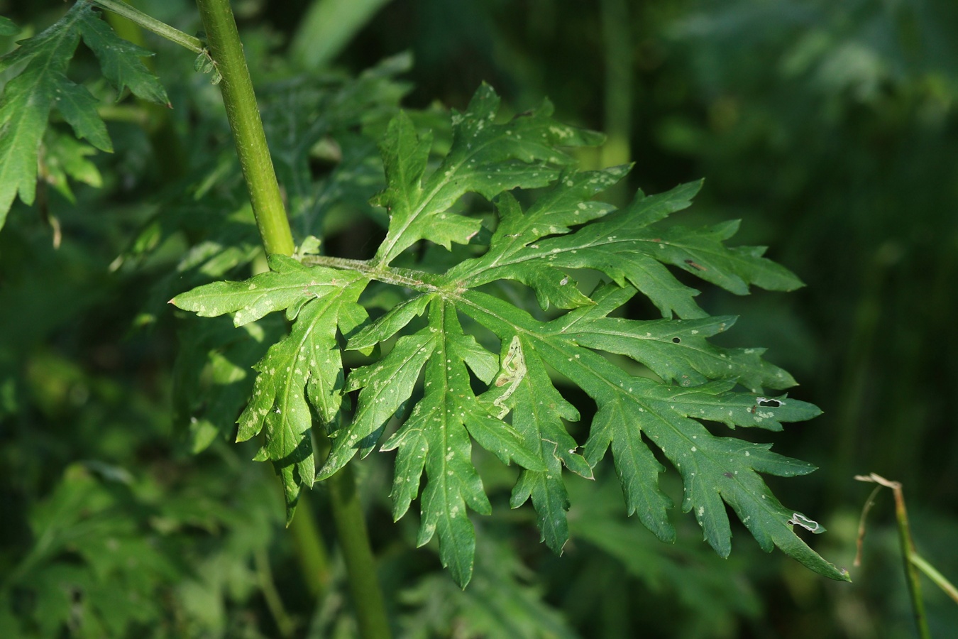 Image of Artemisia vulgaris specimen.