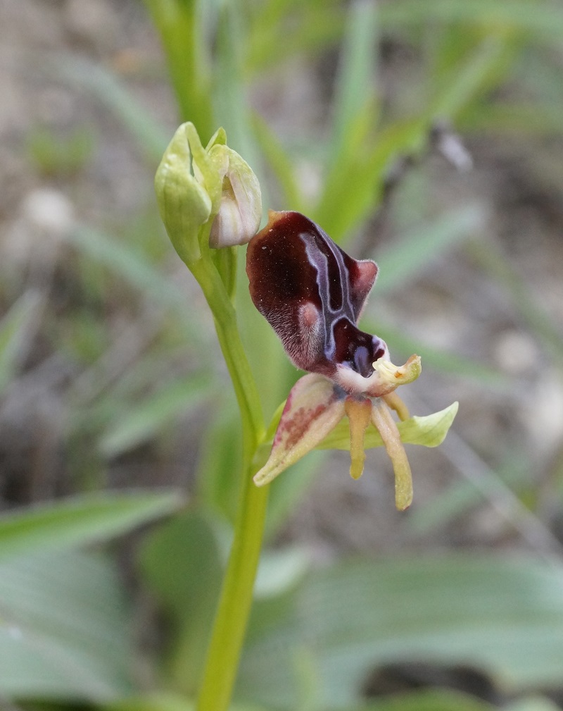 Изображение особи Ophrys mammosa.