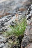 Plantago schrenkii. Плодоносящее растение. Кольский р-н, окр. с. Териберка, природный парк «Териберка», высота 111.7 рядом с батареей № 199, крутой склон западной экспозиции, сырое скальное обнажение. 04.08.2022.