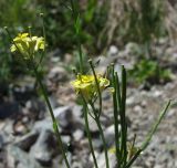 Erysimum hieraciifolium. Верхушки побегов с цветками и плодами. Магаданская обл., побережье бух. Гертнера, галечник. 28.07.2018.