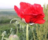 Papaver bracteatum