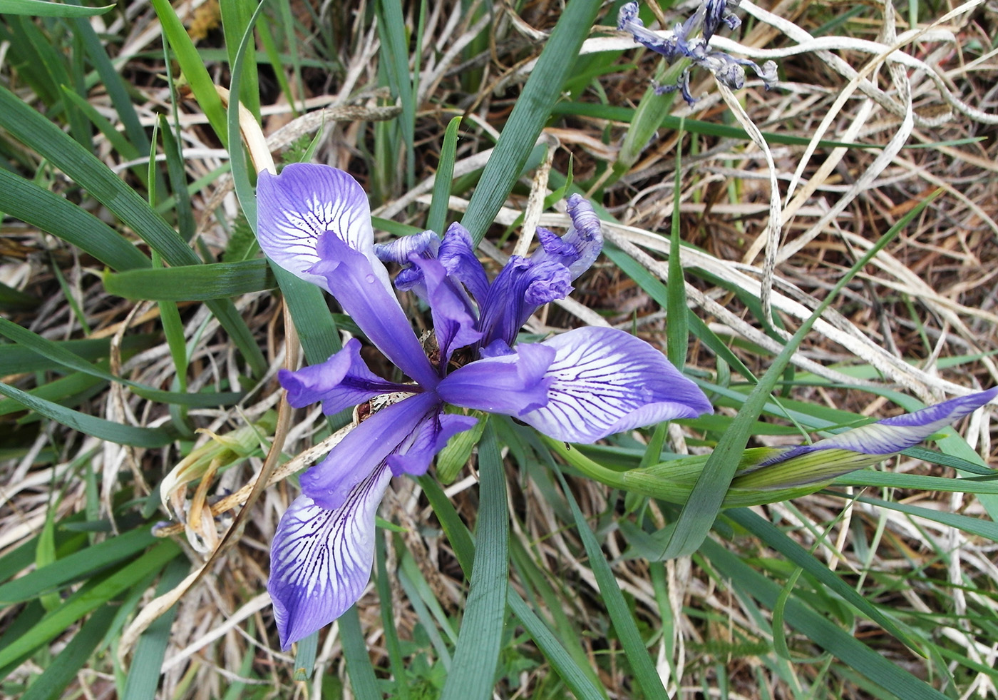 Изображение особи Iris lactea.