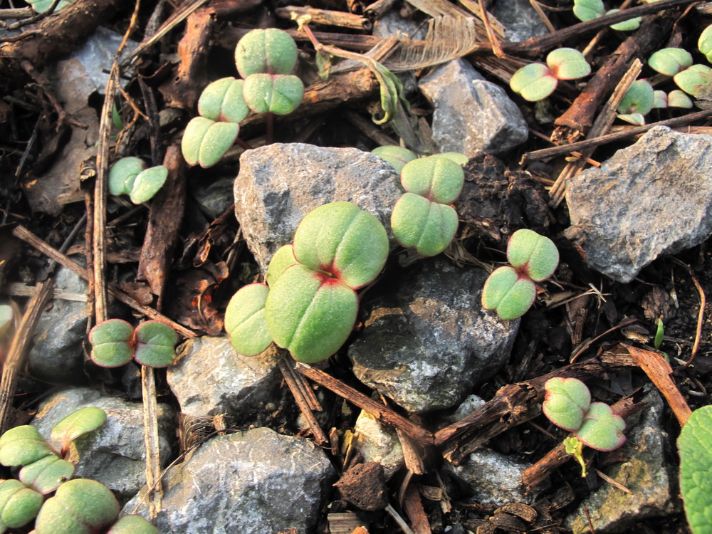 Image of Impatiens textori specimen.