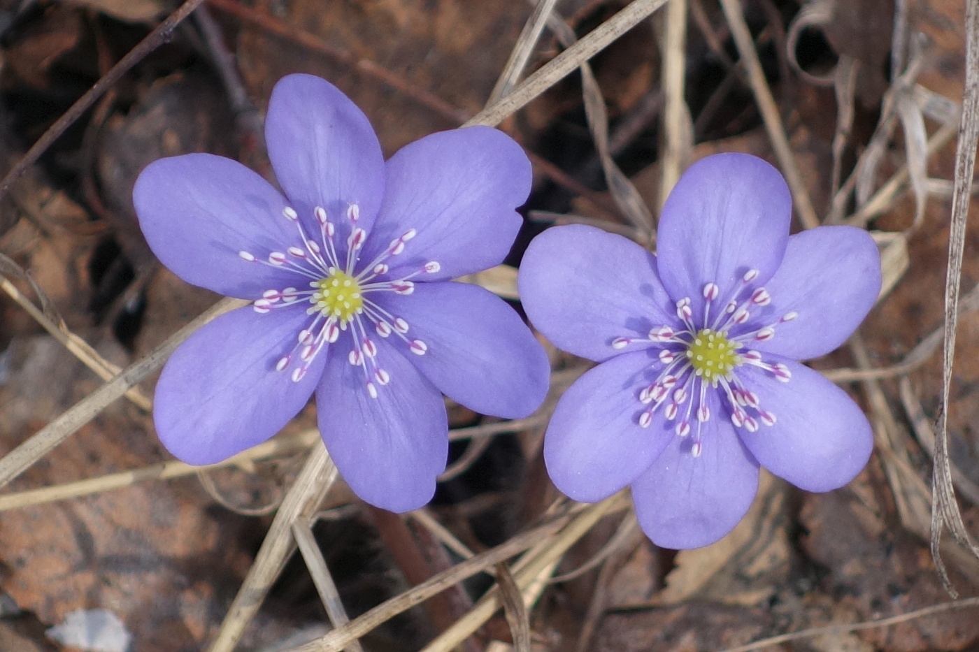 Изображение особи Hepatica nobilis.