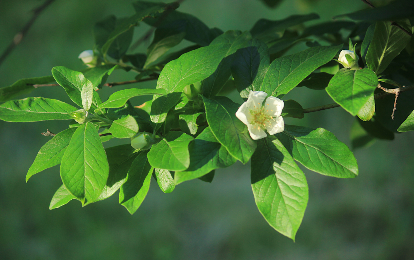 Image of Mespilus germanica specimen.