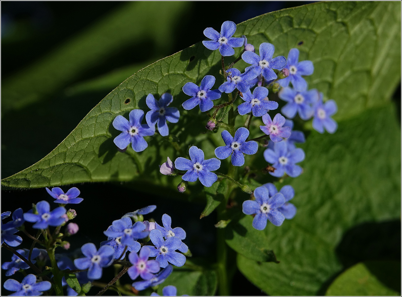 Image of Brunnera sibirica specimen.