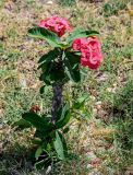 Euphorbia splendens. Цветущее растение. Египет, мухафаза Кена, г. Луксор, Карнакский храмовый комплекс, в культуре. 06.05.2023.