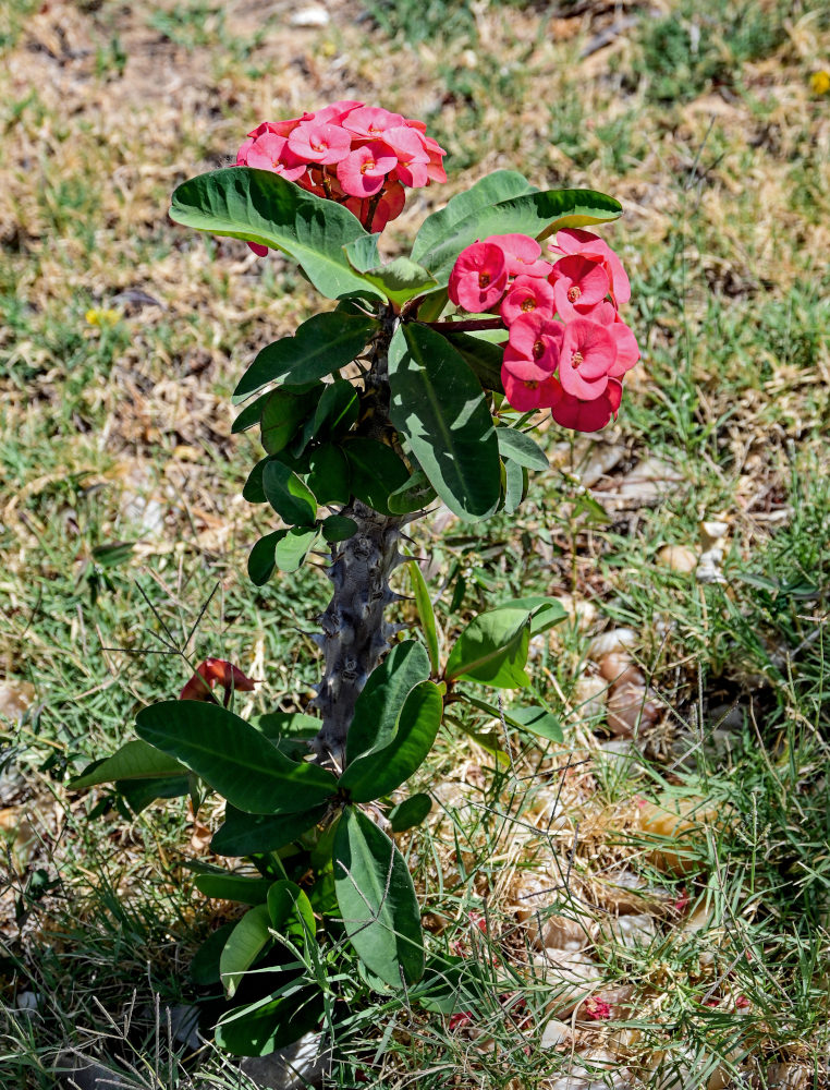 Image of Euphorbia splendens specimen.