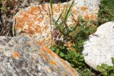 Teucrium chamaedrys