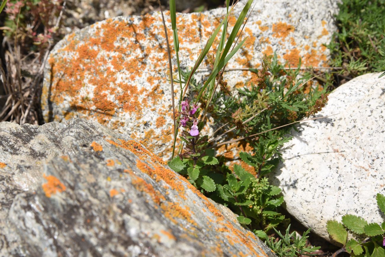 Изображение особи Teucrium chamaedrys.