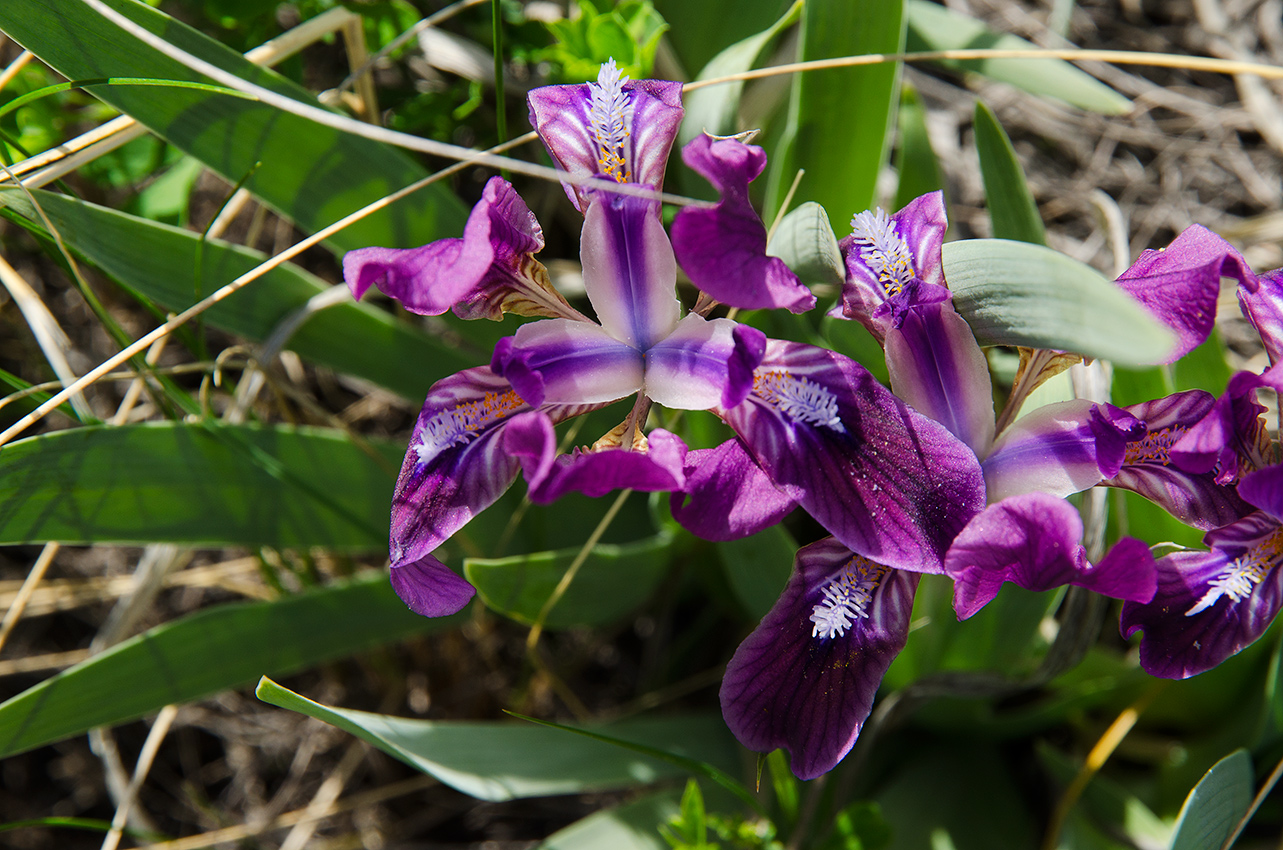 Image of Iris pumila specimen.
