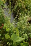 Alisma plantago-aquatica