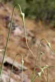 Allium longicuspis