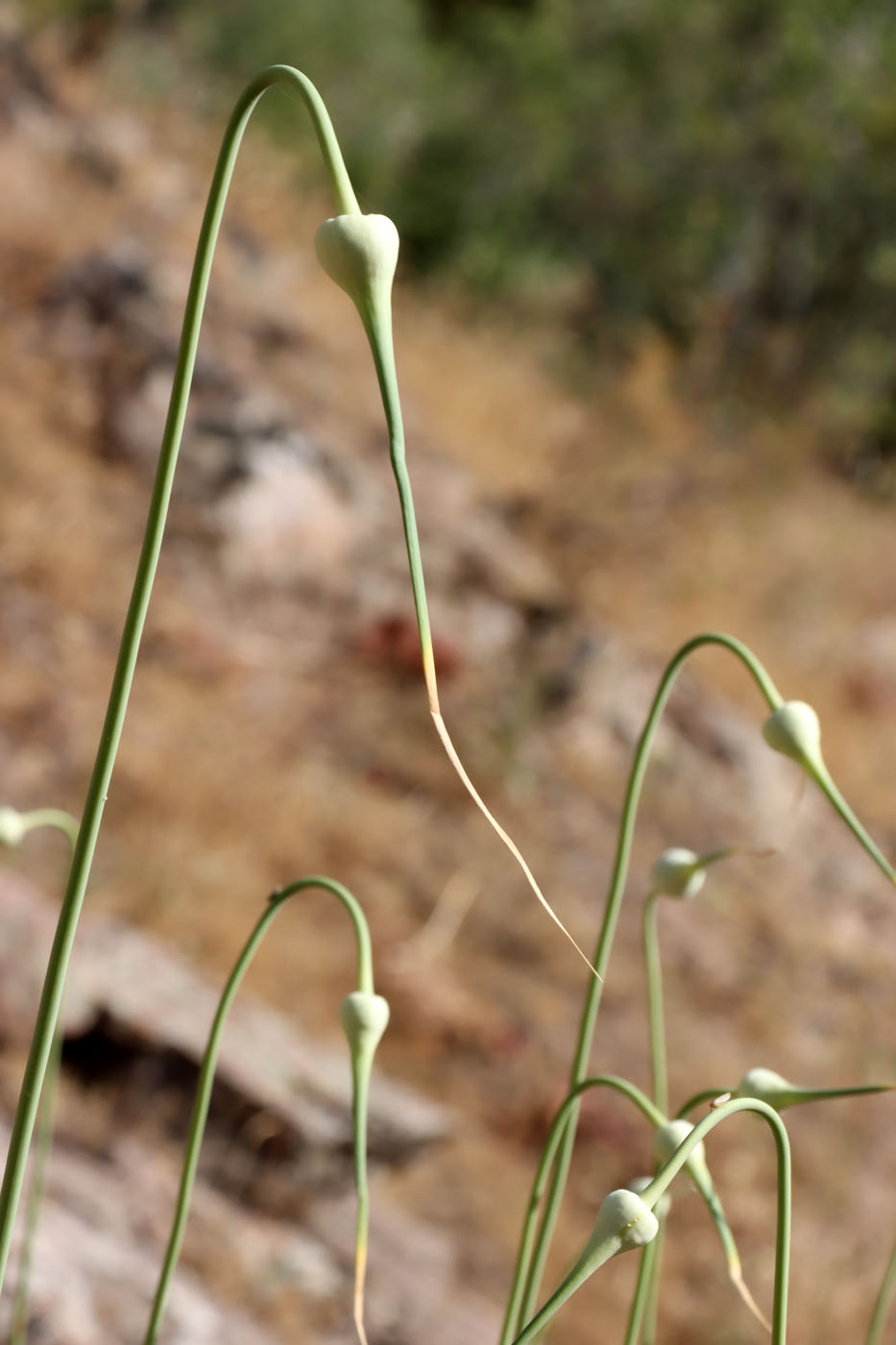 Изображение особи Allium longicuspis.