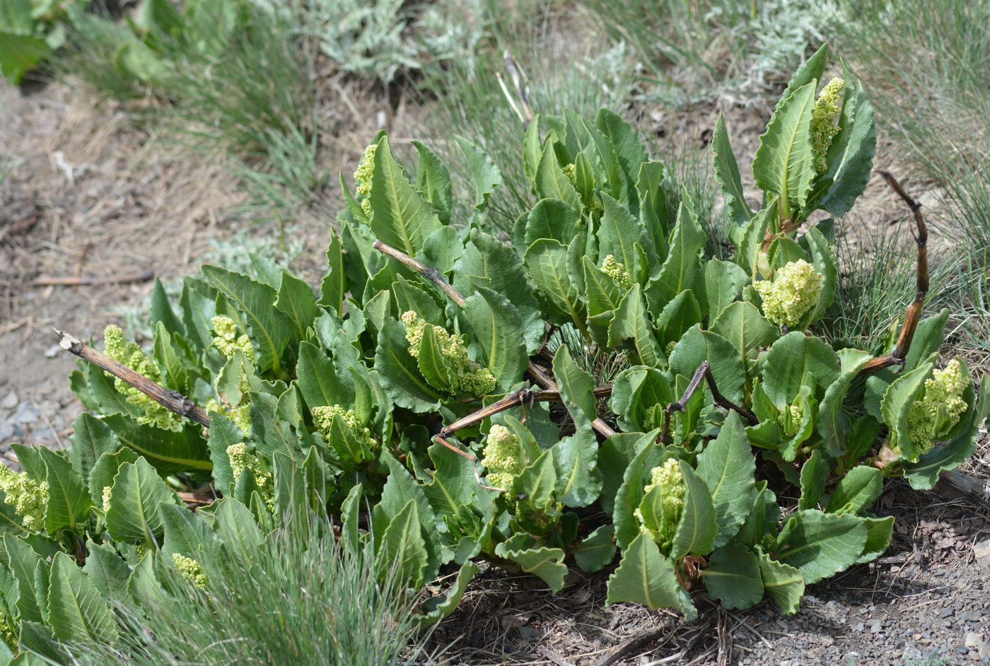 Изображение особи Aconogonon hissaricum.