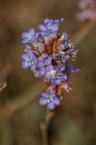 Limonium suffruticosum. Соцветие с цветочным пауком. Астраханская обл., Ахтубинский р-н, гора Большое Богдо, глиняный склон. 19.07.2023.