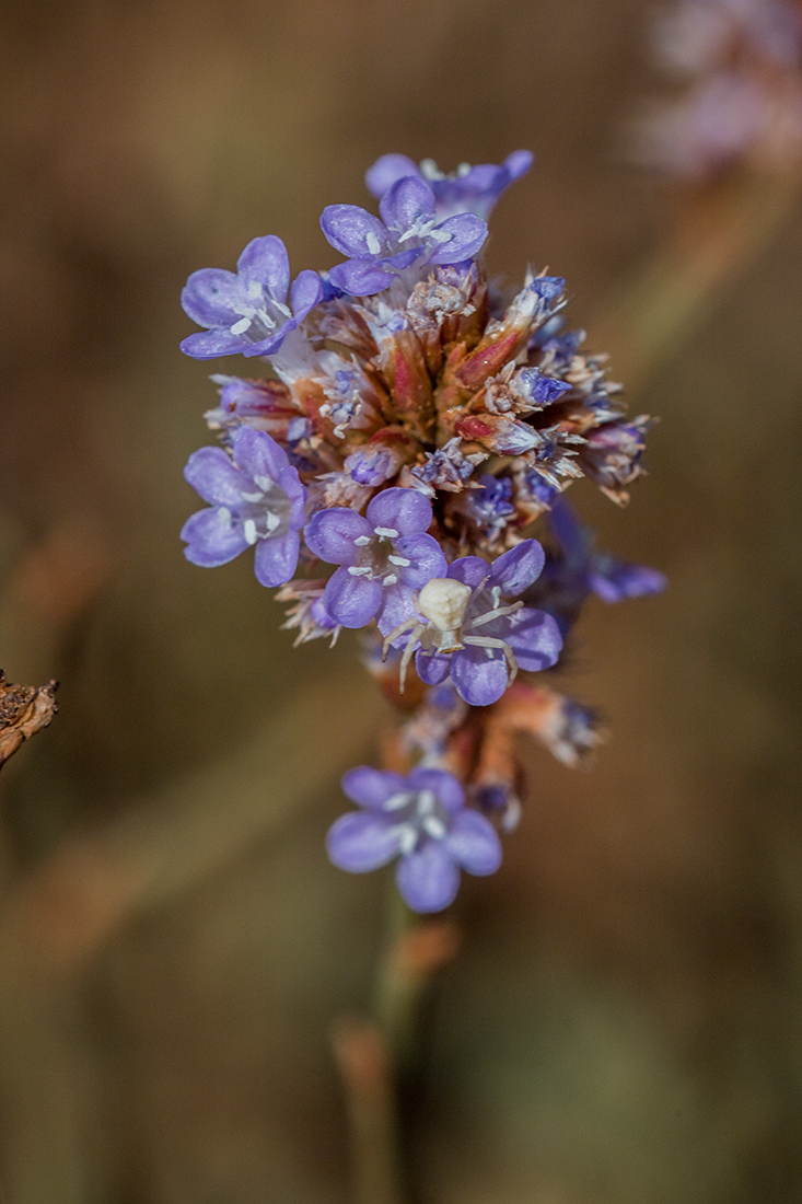 Изображение особи Limonium suffruticosum.