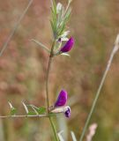 Vicia sativa. Верхушка цветущего растения. Ярославская обл., Пошехонский р-н, западные окр. г. Пошехонье, поле льна. 26.08.2019.