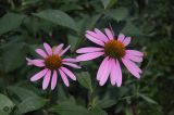 Echinacea purpurea