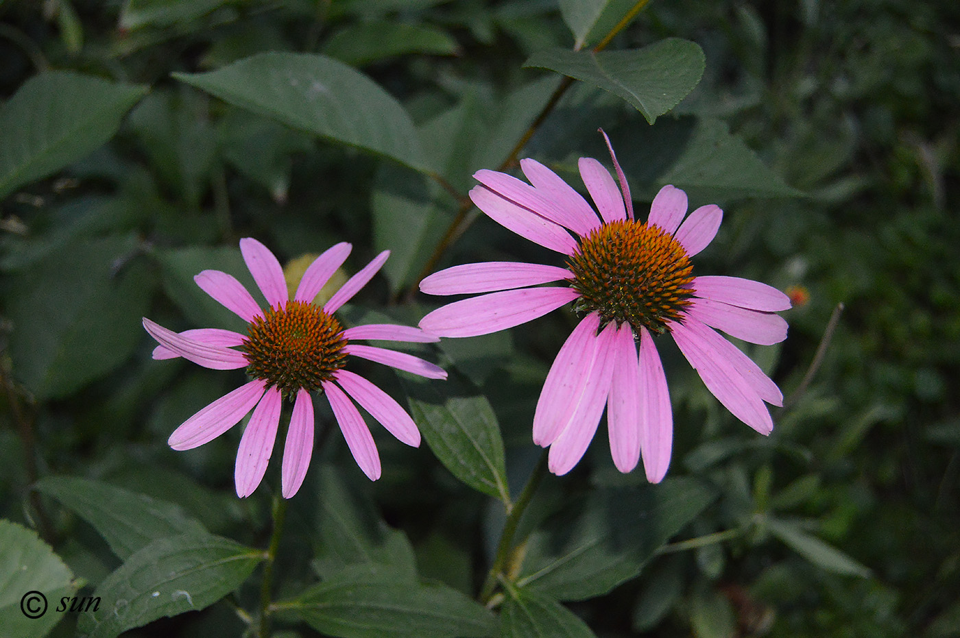 Изображение особи Echinacea purpurea.