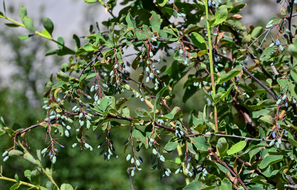 Image of Berberis integerrima specimen.