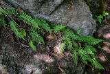 Polypodium vulgare. Спороносящие растения. Армения, обл. Тавуш, Дилижанский национальный парк, берег оз. Парз, ≈ 1300 м н.у.м., широколиственный лес, каменистый участок склона. 22.06.2022.