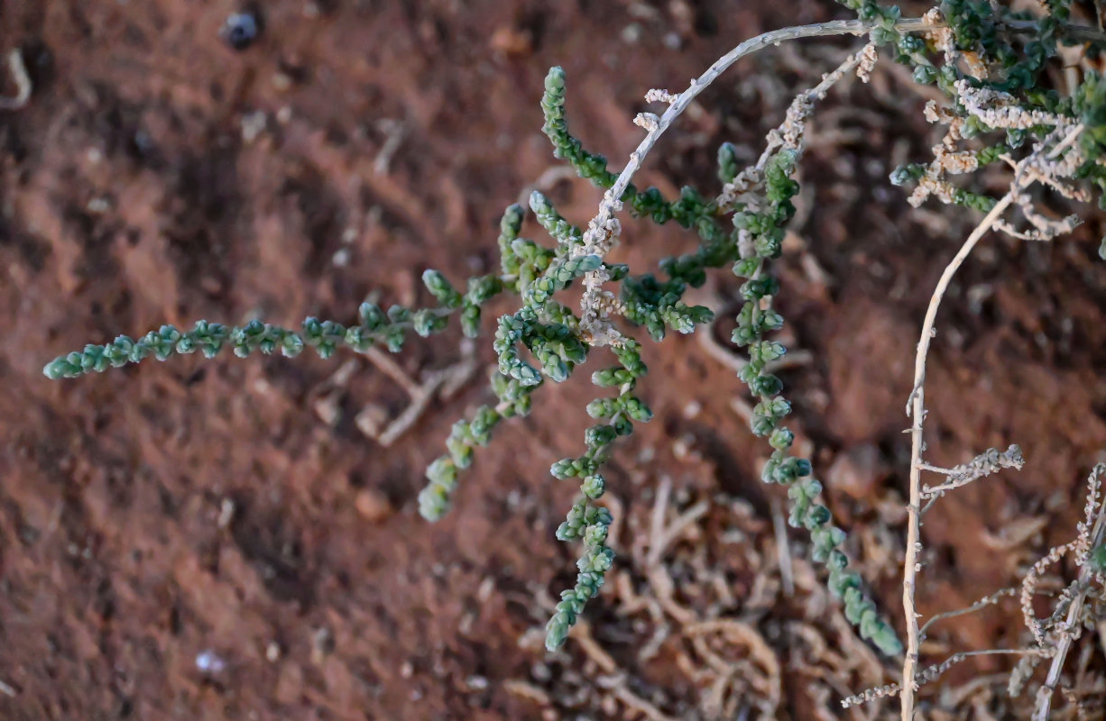Image of Bassia tomentosa specimen.
