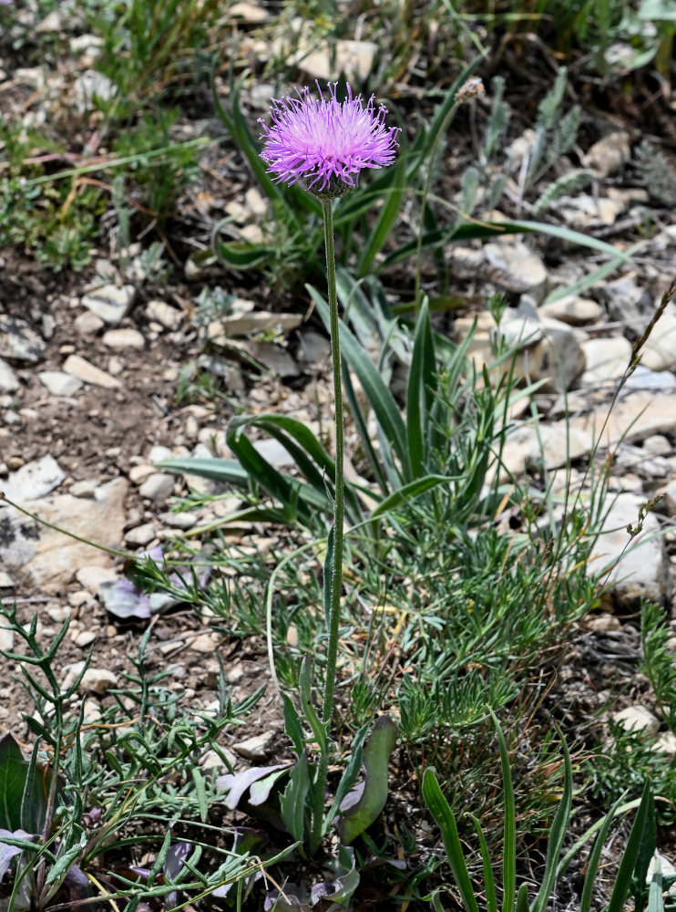 Image of Klasea haussknechtii specimen.