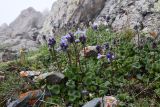 Dracocephalum laniflorum. Цветущее растение. Казахстан, Заилийский Алатау в окр. г. Алматы, Большое Алматинское ущ., р-н Космостанции, 3500 м н.у.м., частично задернованная осыпь из гранитных обломков. 10 июля 2023 г.