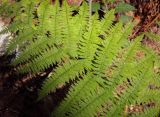 Athyrium filix-femina
