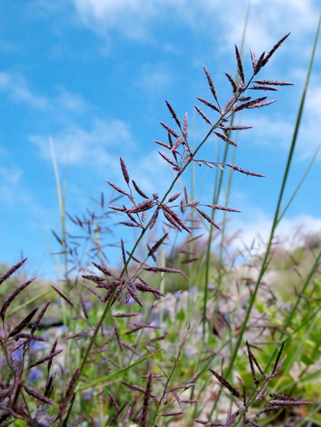 Image of Eragrostis barrelieri specimen.