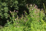 Epilobium hirsutum