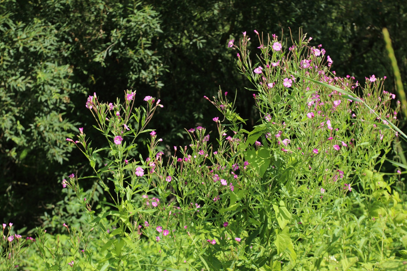 Image of Epilobium hirsutum specimen.