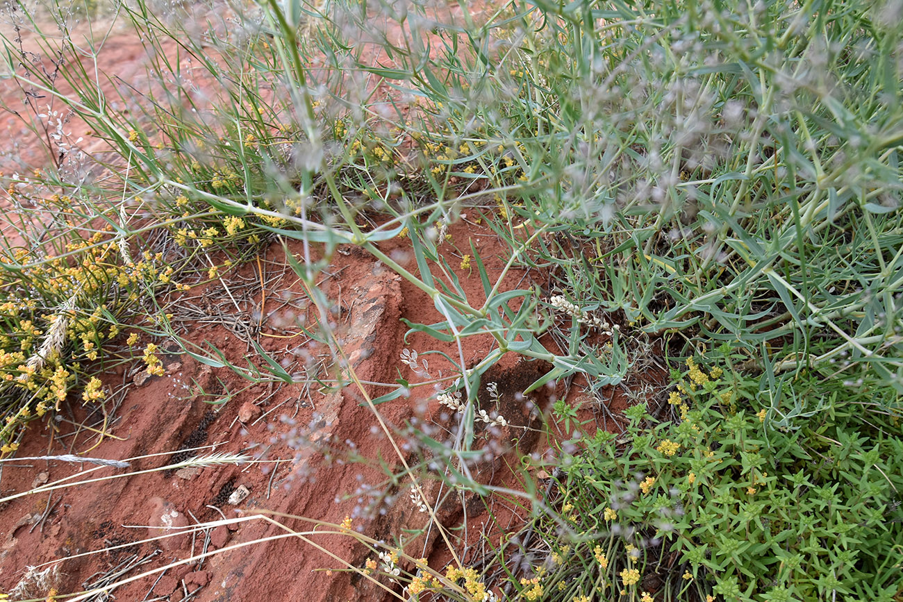 Image of Gypsophila paniculata specimen.