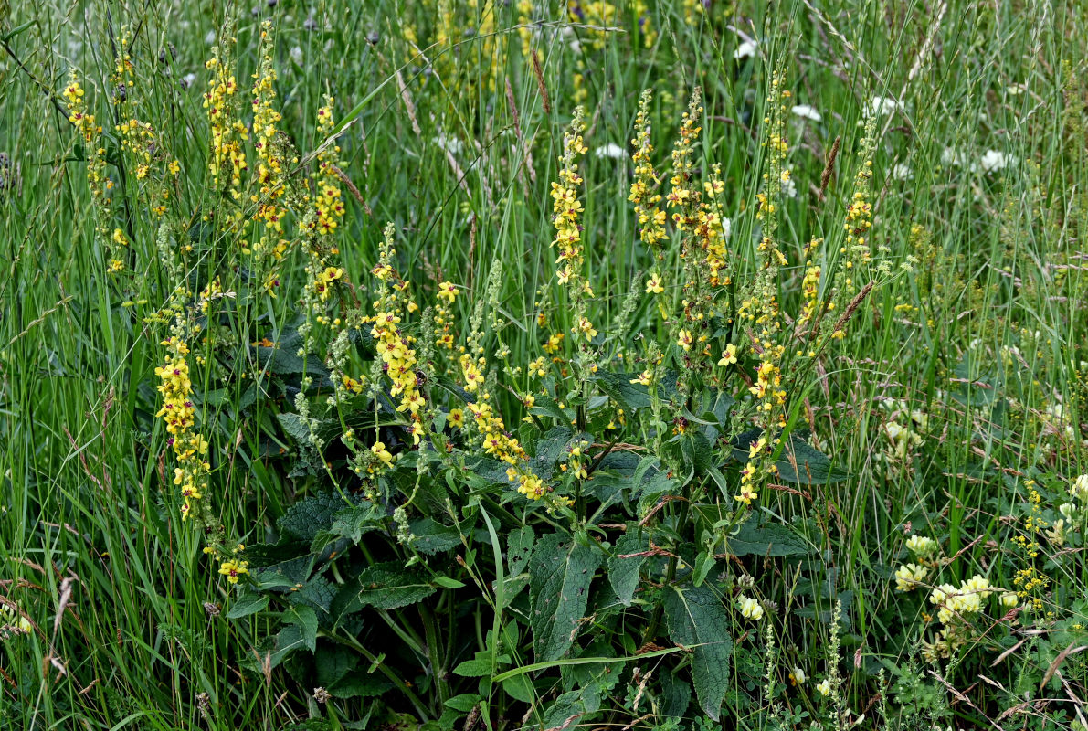 Image of Verbascum marschallianum specimen.