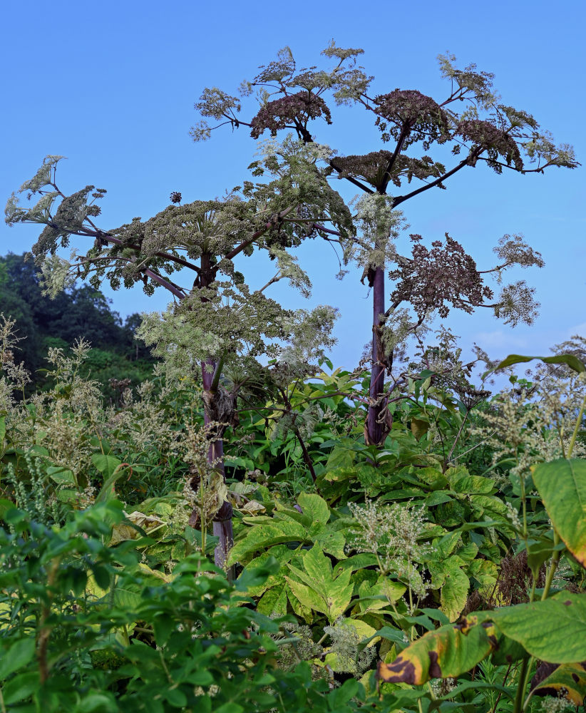 Image of Angelica ursina specimen.