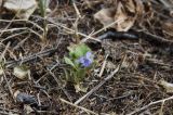 Viola sacchalinensis