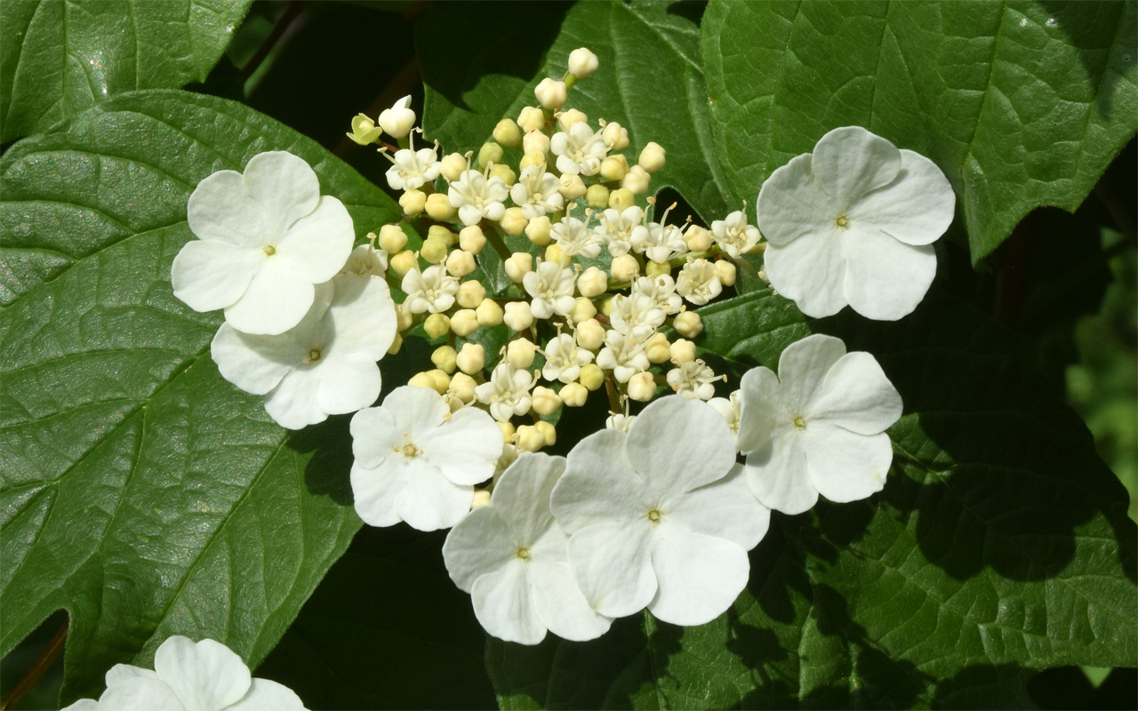 Изображение особи Viburnum opulus.