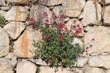 Centranthus ruber