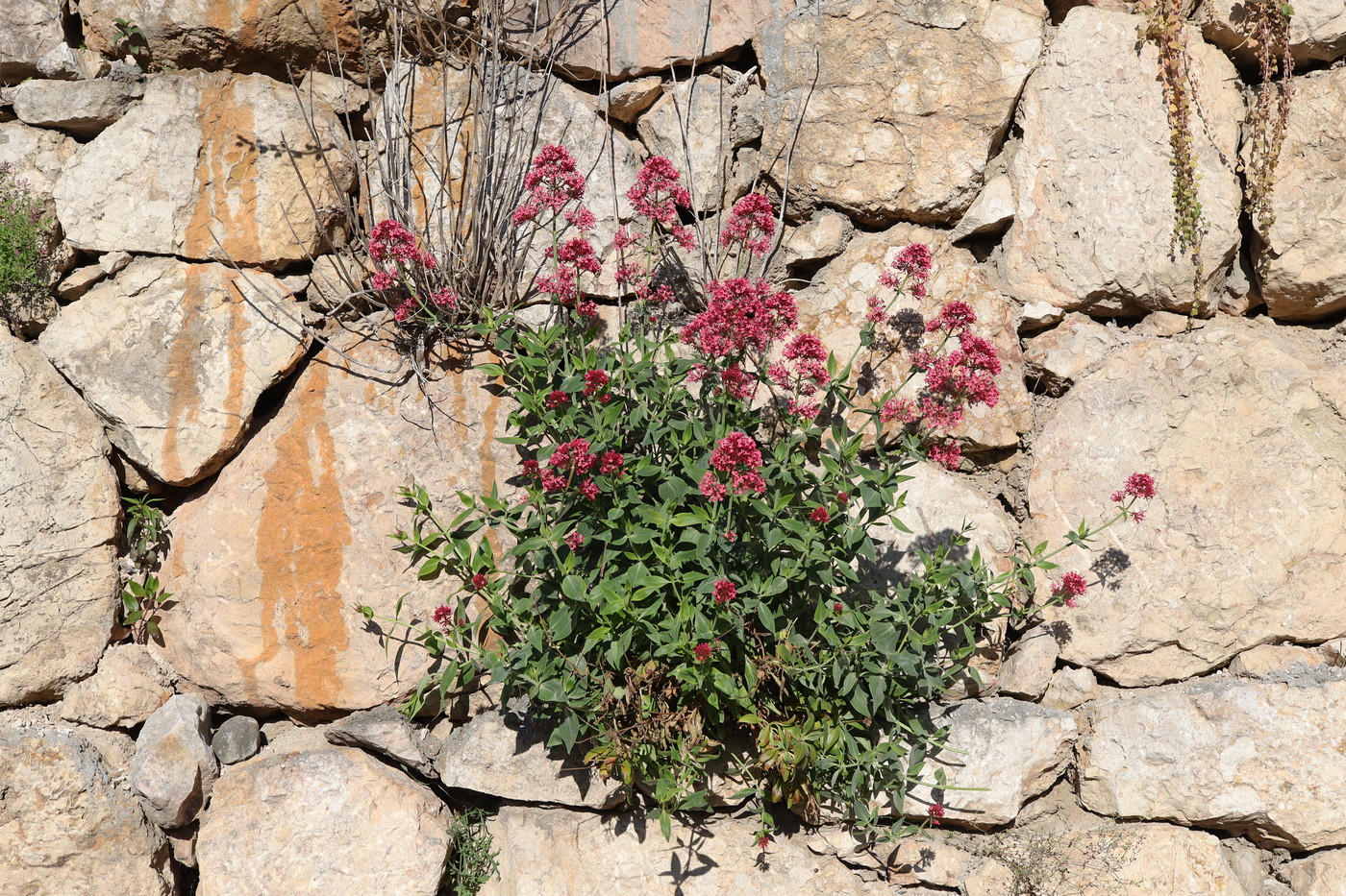 Изображение особи Centranthus ruber.