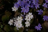 Hepatica nobilis