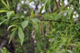 Salix siuzevii. Верхушка ветви с соплодиями. Приморский край, Уссурийский ГО, окр. с. Монакино, кромка покосного луга на сопке. 11.05.2024.