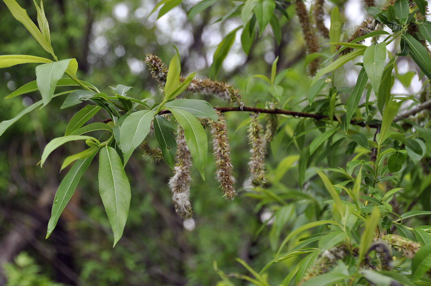 Изображение особи Salix rorida.