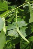 Tilia americana
